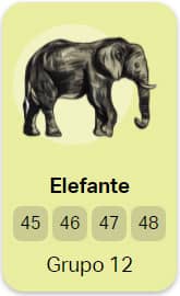 grupo 12 Elefante