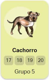 grupo 5 Cachorro