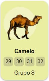 grupo 8 Camelo